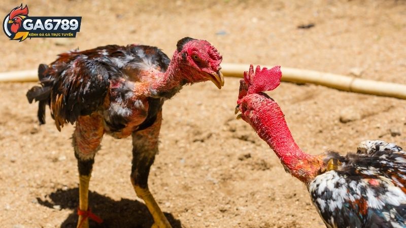Đá gà Ga6789: Ga6789: Trải nghiệm đá gà trực tuyến 1 Ưu điểm vượt trội khi xem Đá gà trên Ga6789