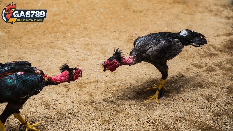 Đá gà Thomo Ga6789: Đá gà Thomo trực tiếp - Xem ngay! 2 Cập nhật về thông tin nhanh chóng và rất chính xác