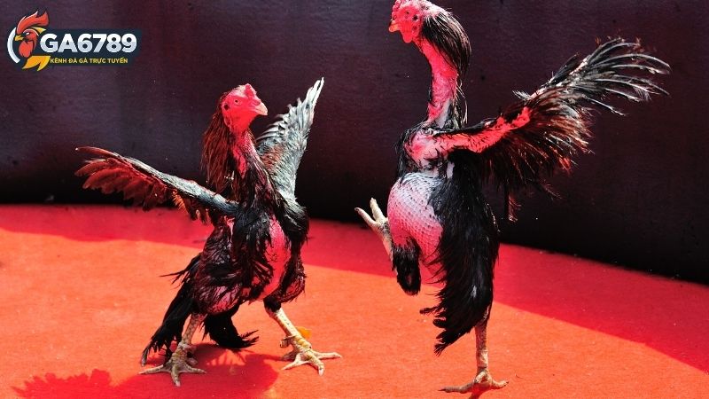Đá gà cựa dao Ga6789: Ga6789: Xem đá gà cựa dao trực tuyến 1 Luật Chơi Đá Gà Cựa Dao