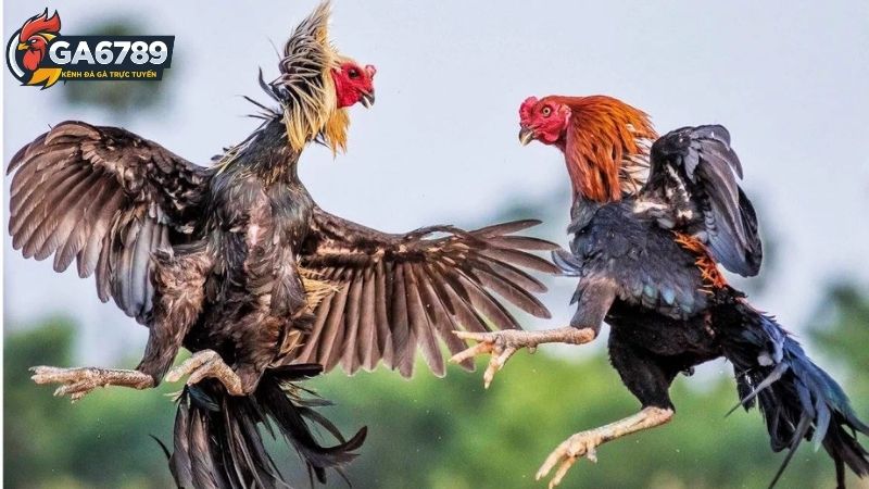 Ga6789 lừa đảo: Thông tin về cáo buộc Ga6789 lừa đảo 2 Ga6789 lừa đảo